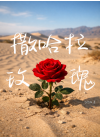 撒哈拉玫瑰